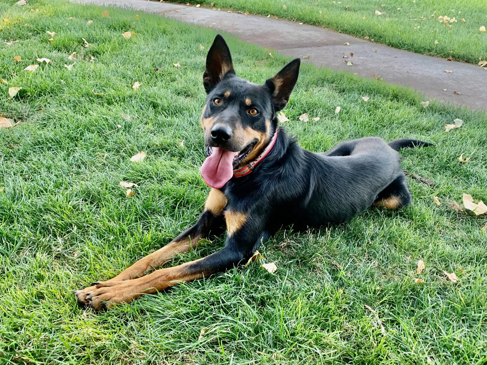 Sparky - the unofficial mascot